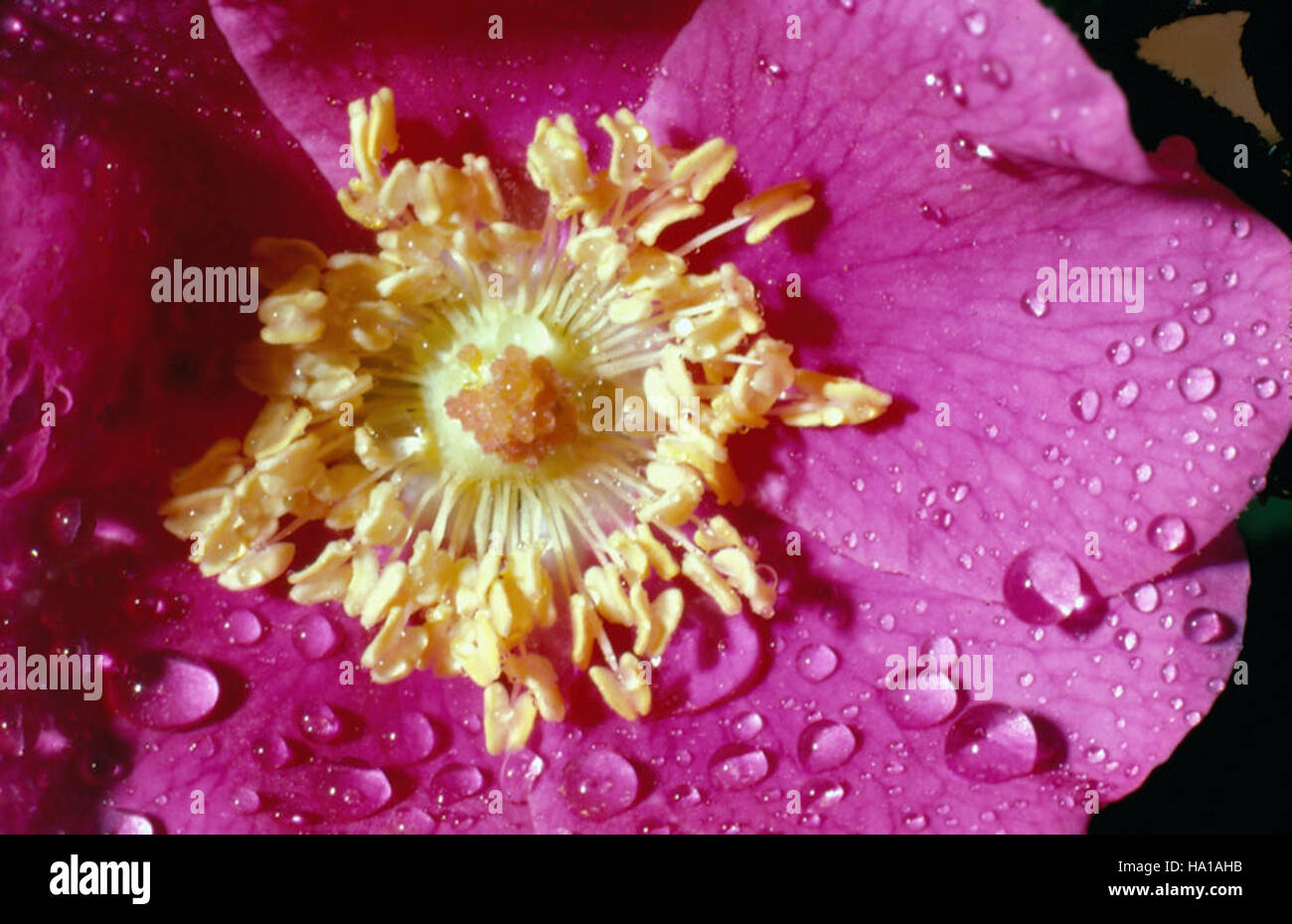 Olympicnps 17115588687 Rosa nutkana plage sauvage fleur rose Photo NPS Banque D'Images