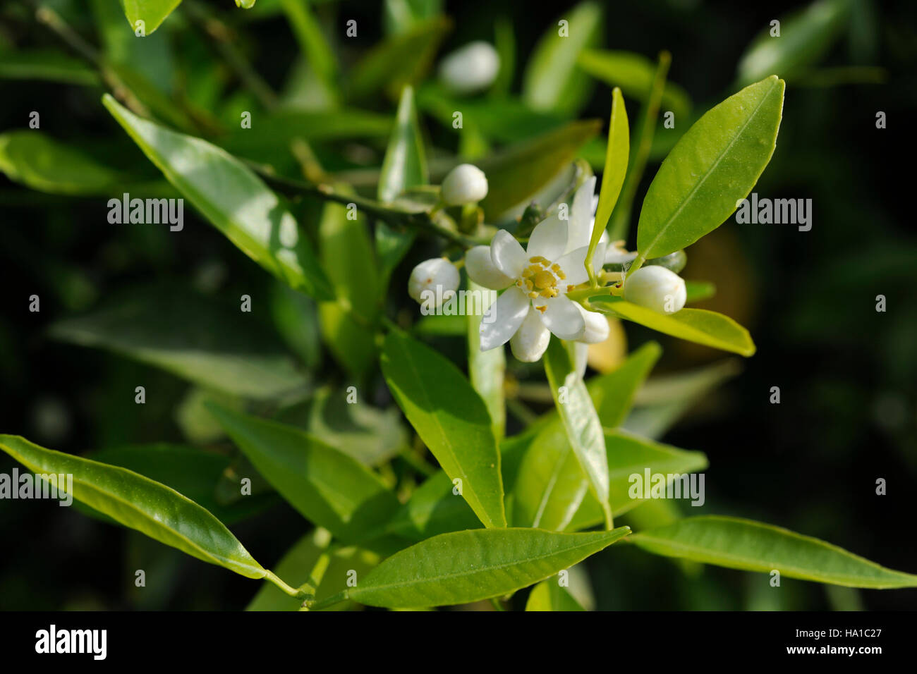 Orange Blossom sur les jeunes arbres orange Banque D'Images