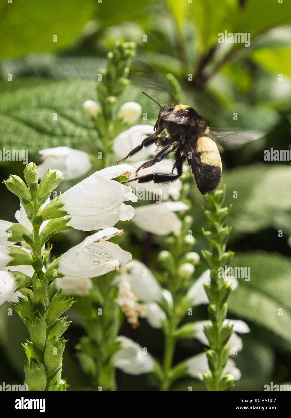 Cette image montre le jardin du peuple de D.C., géré par l'USDA. Le jardin présente diverses espèces végétales, insectes et pollinisateurs, mettant l'accent sur le rôle de l'agriculture et de la durabilité écologique dans les espaces urbains. Banque D'Images