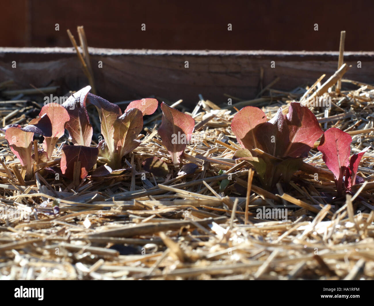 Cette image montre le festival de récolte du Département de l'Agriculture des États-Unis à Washington D.C. le festival a présenté des produits agricoles, des conseils culinaires et des pratiques alimentaires durables, promouvant l'éducation de la ferme à la table et une alimentation saine. Banque D'Images