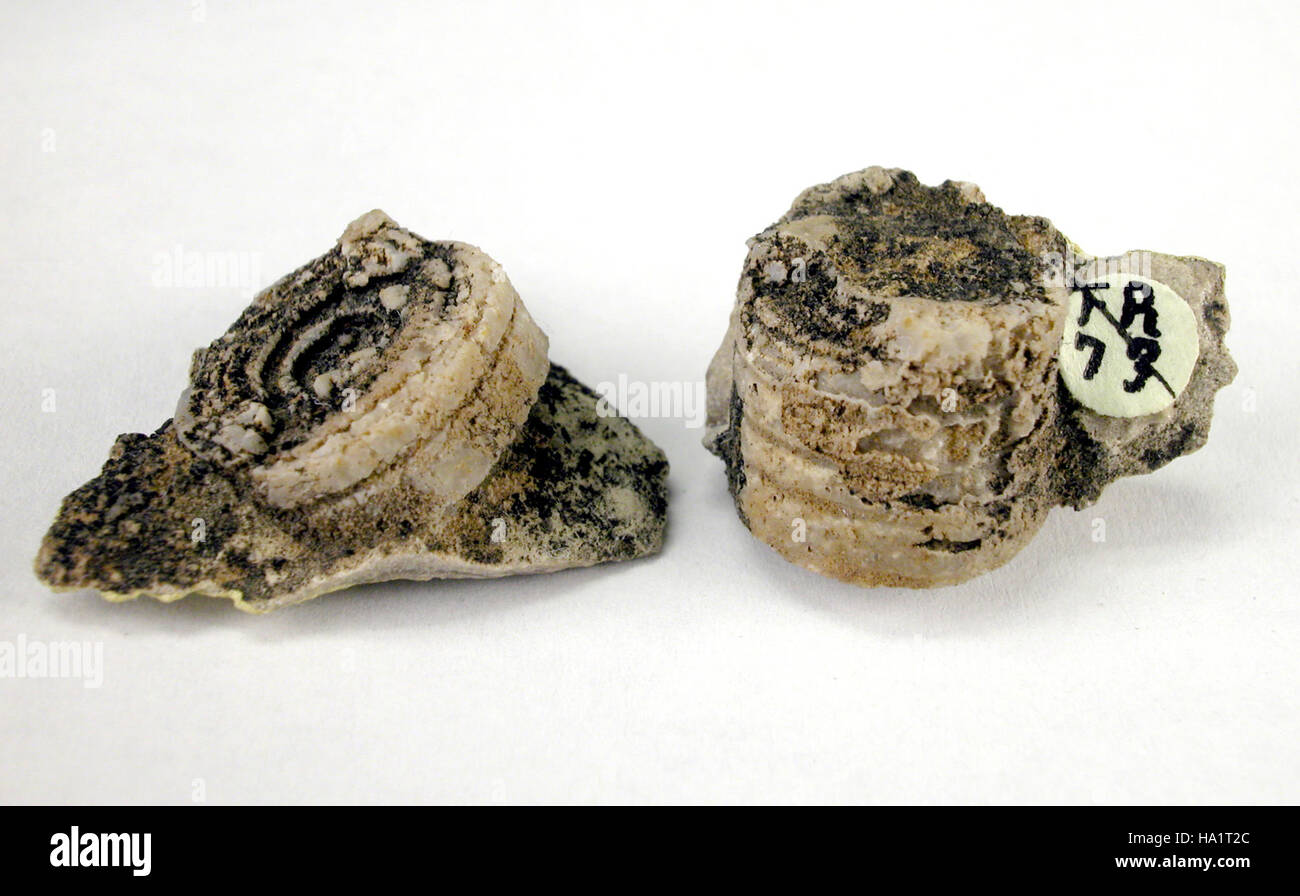 Cette image met en évidence un crinoïde fossile encastré dans le calcaire de Kaibab au Grand Canyon, soulignant l'histoire géologique de la région. Le fossile est un élément clé de l’histoire naturelle du parc, offrant un aperçu des écosystèmes anciens. Banque D'Images
