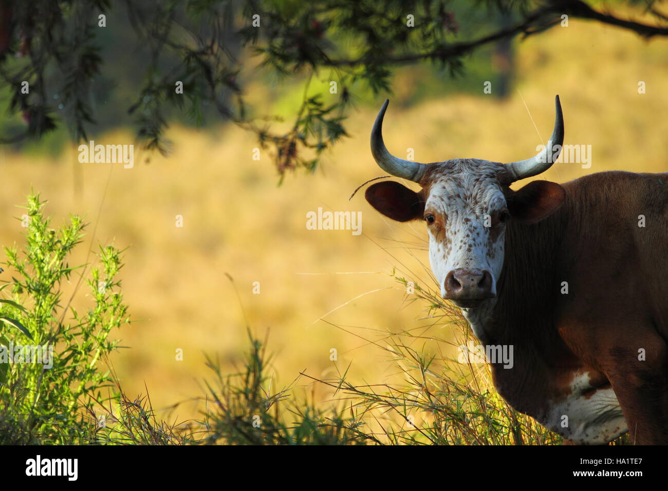 Une vache à cornes avec un visage blanc est curieux, à la présence d'un humain dans le paddock. Banque D'Images