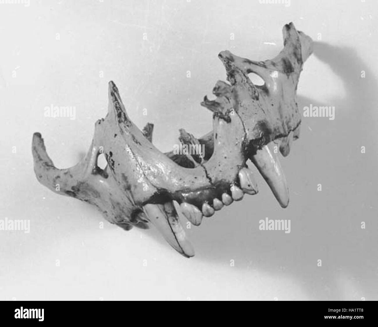 Cette image montre un fossile d'un lion de montagne trouvé dans le Grand Canyon, mettant en valeur la riche histoire paléontologique du parc. Des fossiles comme celui-ci offrent un aperçu précieux des espèces anciennes qui habitaient autrefois la région. Banque D'Images