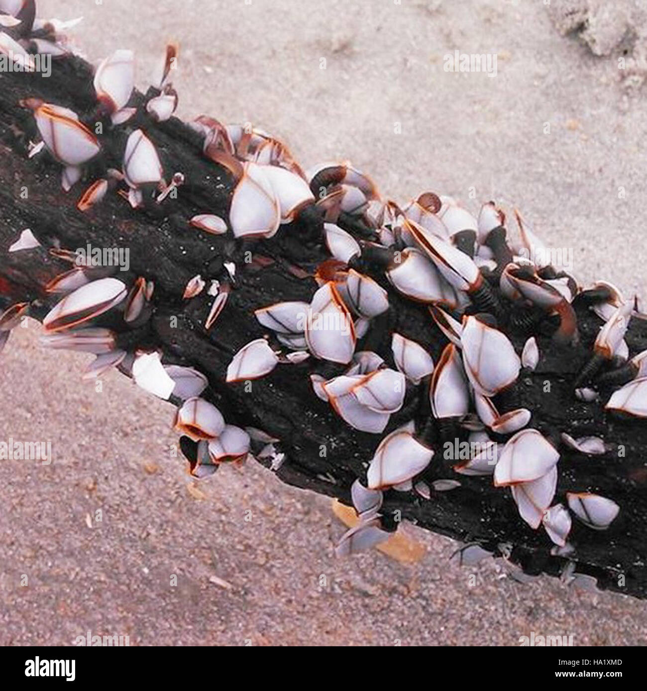 Les balanes en col de cygne s'accrochent aux rochers le long du littoral du parc national de Cape Hatteras, illustrant leur adaptation à l'environnement côtier difficile. Ces créatures marines jouent un rôle important dans l’écosystème intertidal du parc. Banque D'Images