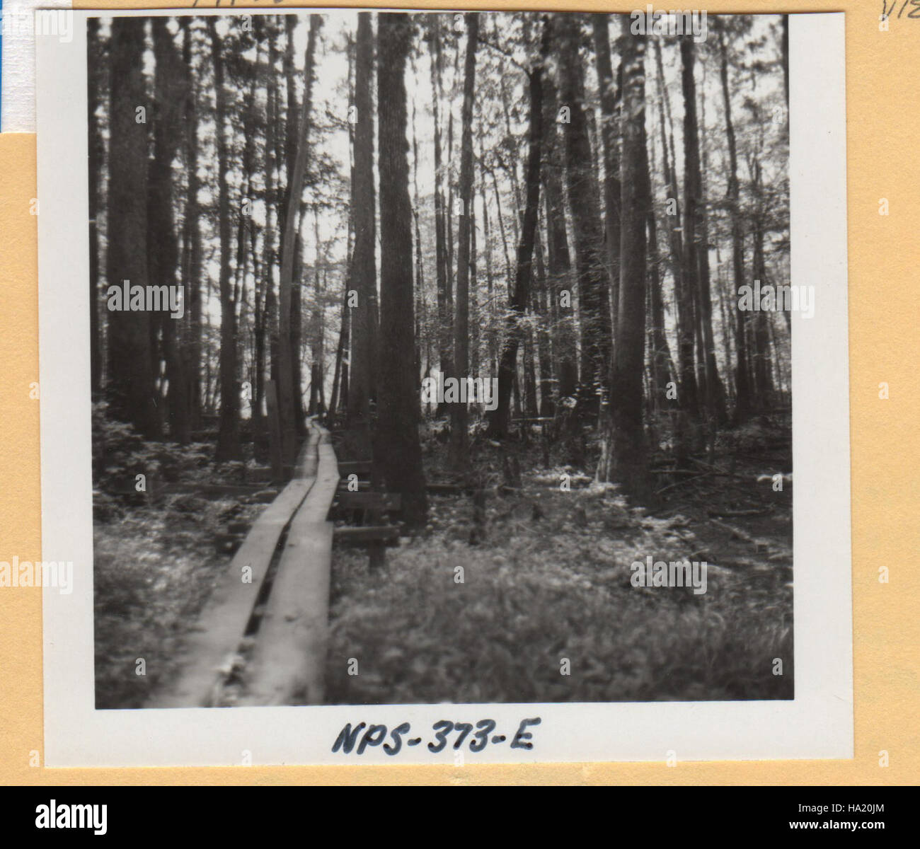 Cette image d'archives du parc national Congaree met en valeur la riche histoire du parc et ses efforts continus pour préserver son écosystème unique, promouvoir l'éducation environnementale et la conservation de la faune. Banque D'Images