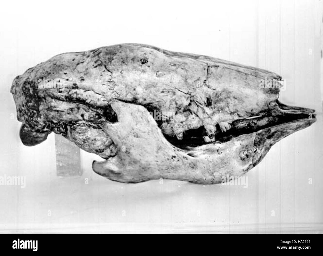 Ce fossile de paresseux terrestre, trouvé dans le parc national du Grand Canyon, offre un aperçu précieux de la vie préhistorique. Il fait partie de la vaste collection de recherche paléontologique du parc, soulignant l'importance de la préservation des fossiles et de l'étude scientifique. Banque D'Images