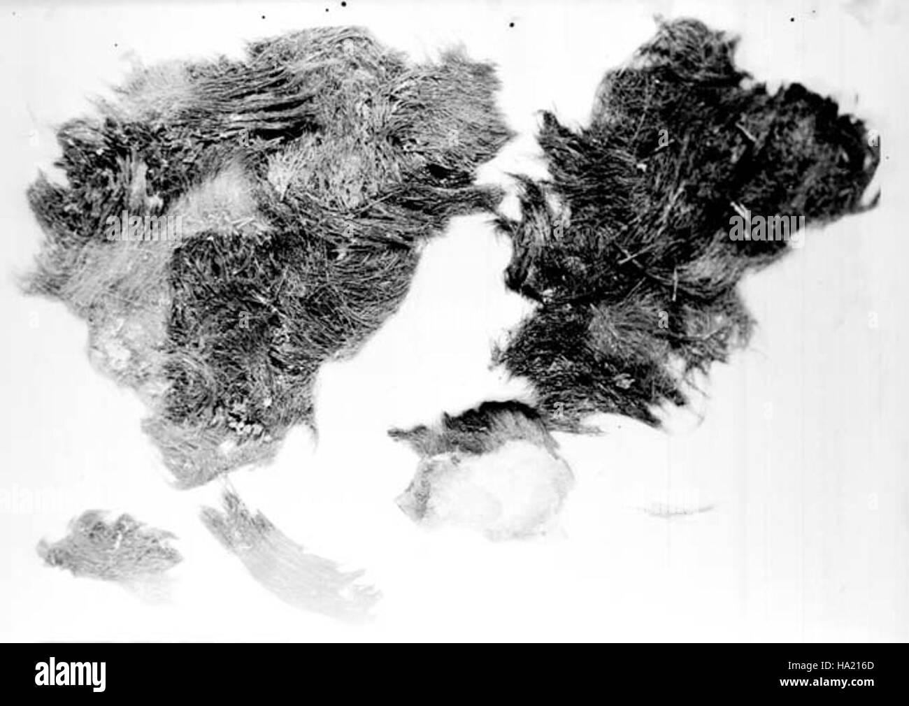 Un fossile d'un paresseux découvert au Grand Canyon met en lumière la riche histoire paléontologique de la région, jetant la lumière sur les formes de vie anciennes qui parcouraient autrefois la région. Banque D'Images