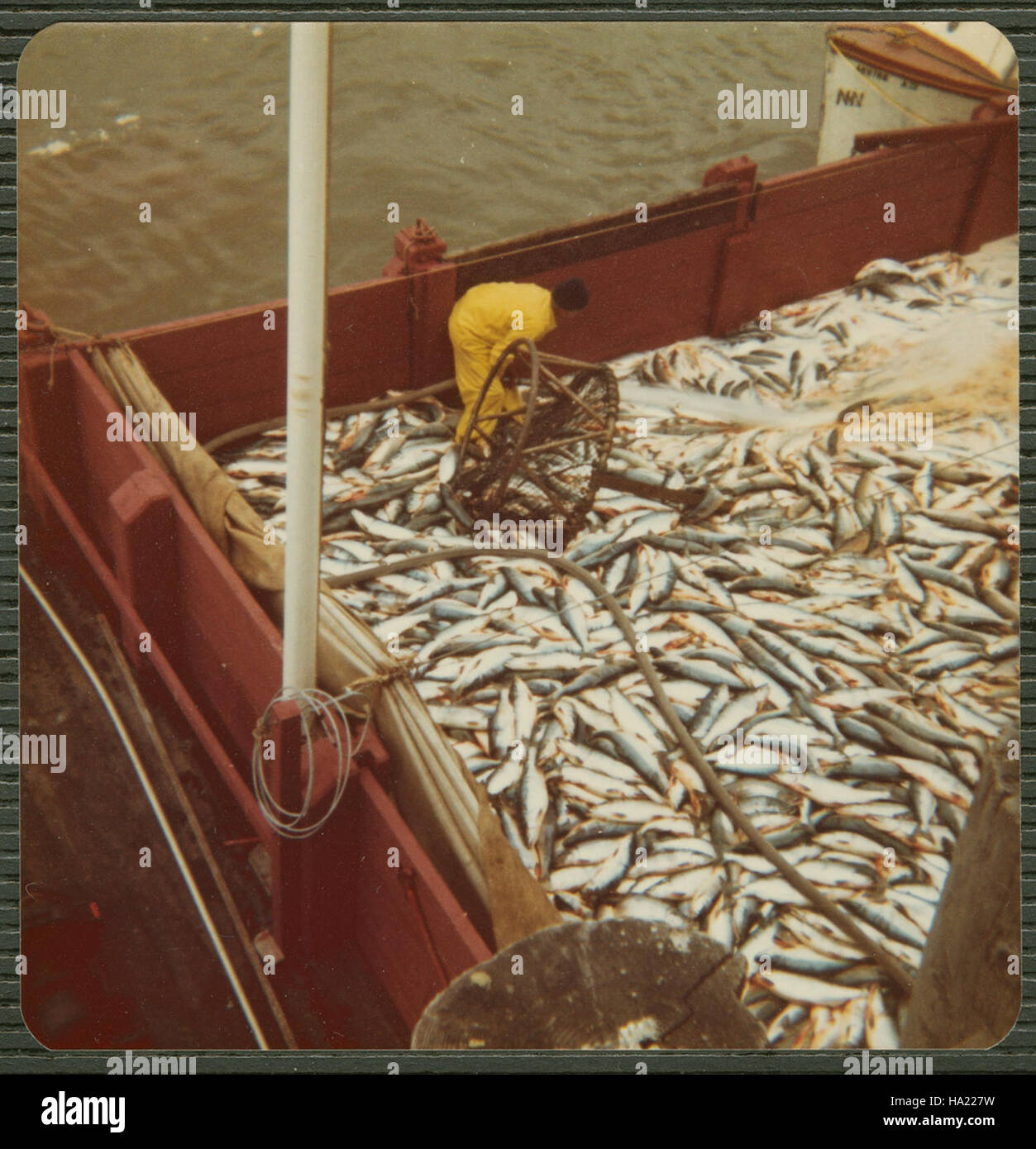 Sfmaritimenps collections 21659433118 Vue aérienne d'un homme travaillant sur le pont d'un bateau de pêche de l'Alaska Packers Association, vers 1970-1978 Banque D'Images