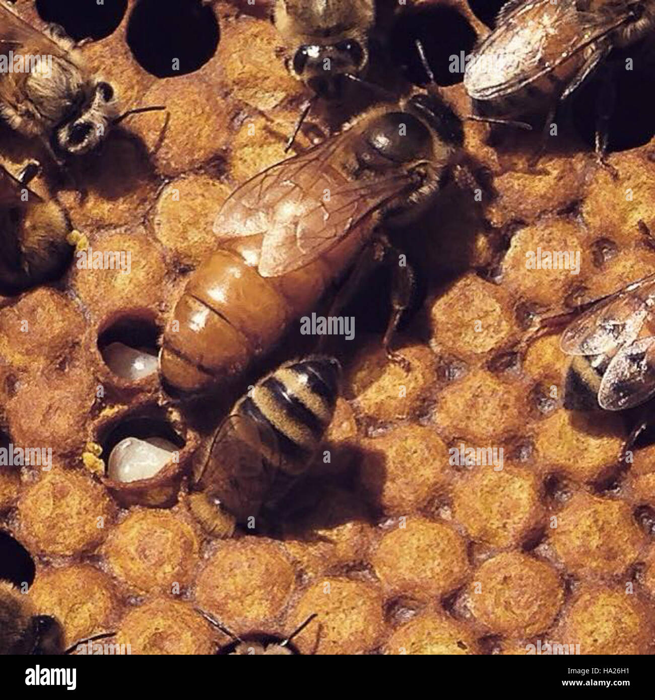 Le travail d’Eric Grandon sur les abeilles se concentre sur leur rôle essentiel dans la pollinisation et la santé environnementale. Cette image souligne l'importance des abeilles dans le maintien des écosystèmes et des systèmes agricoles aux États-Unis Banque D'Images