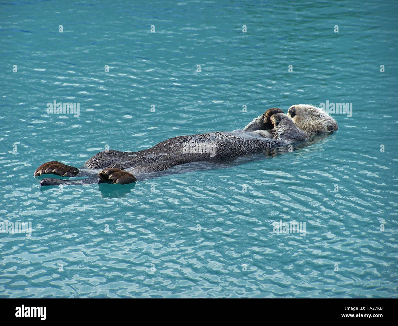 Une loutre de mer qui sioule paisiblement dans le parc national de Kenai Fjords, mettant en valeur la tranquillité et la diversité de la faune dans le parc. Les loutres de mer jouent un rôle essentiel dans les écosystèmes marins, contribuant à l'équilibre des forêts de varech et des habitats côtiers. Banque D'Images