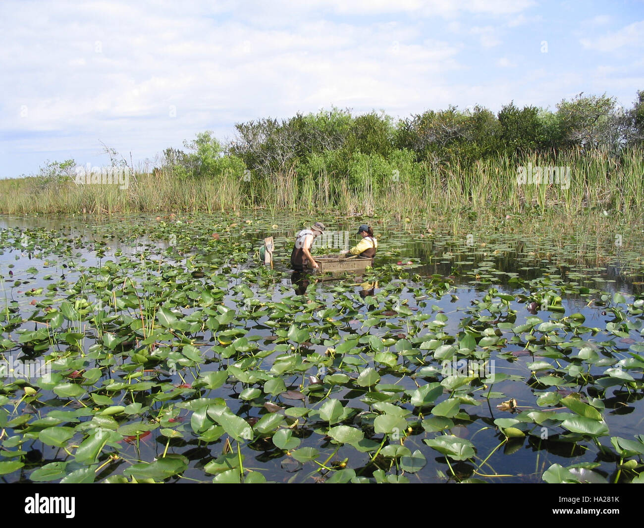 Une méthode de surveillance de la faune appelée piégeage par jet est menée dans le parc national des Everglades pour étudier les espèces et les écosystèmes du parc. Banque D'Images
