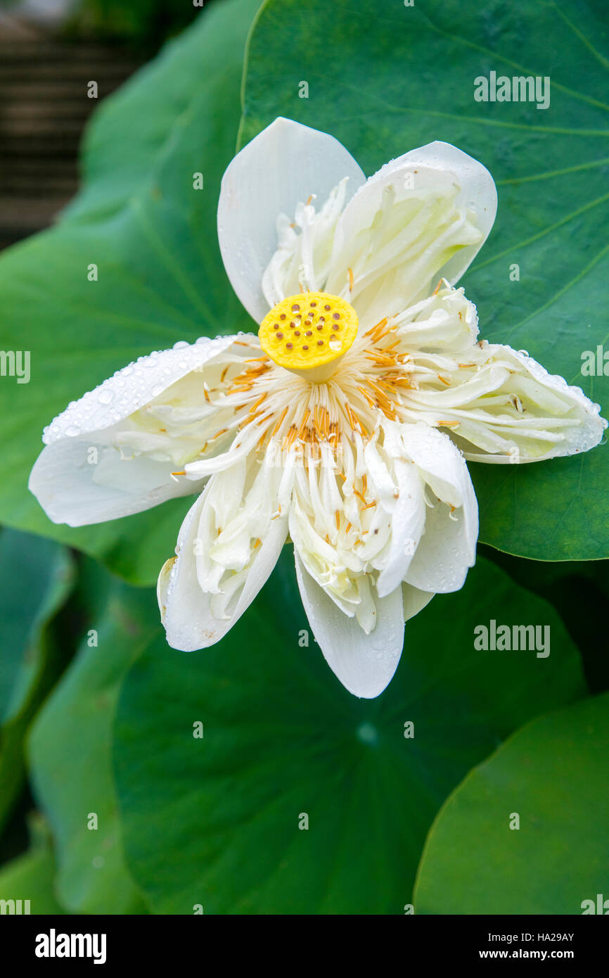 Fleur de Lotus, au Vietnam, en Asie Banque D'Images