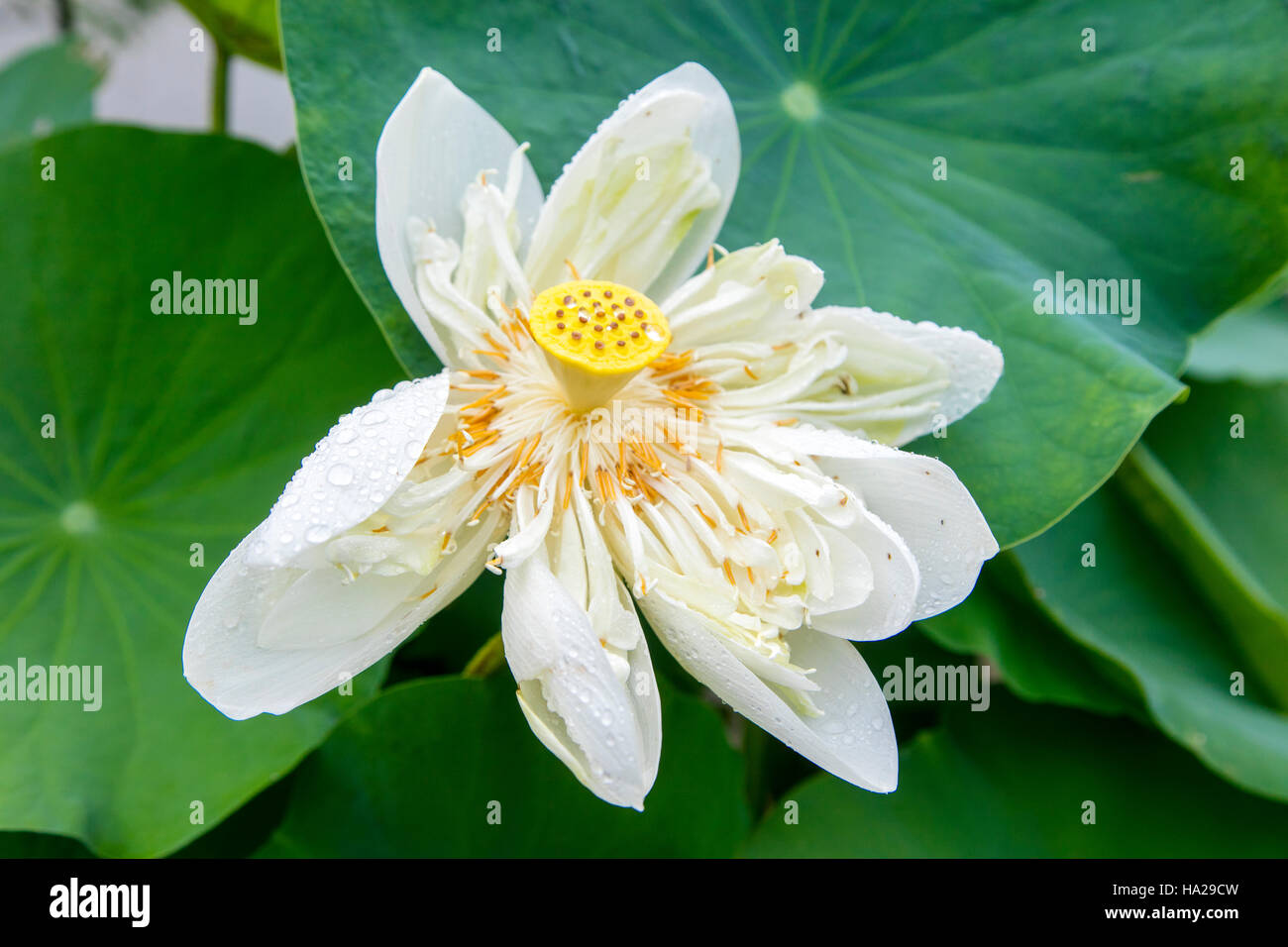Fleur de Lotus, au Vietnam, en Asie Banque D'Images