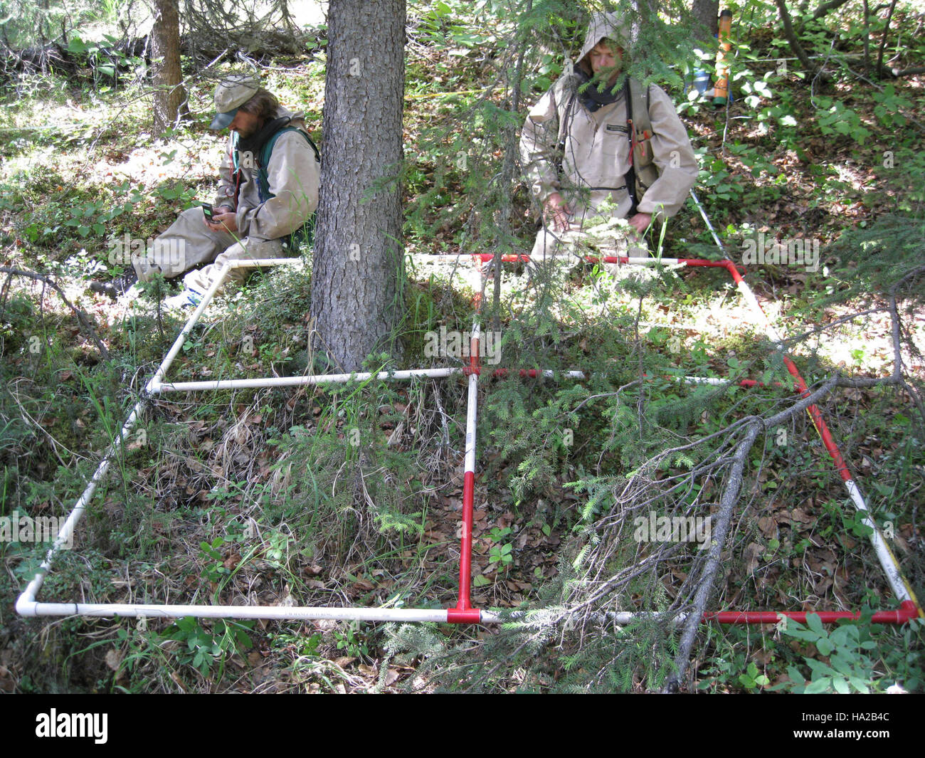 Carl Roland et Peter Nelson ont mené une étude sur la diversité et la composition des plantes dans les basses terres occidentales du parc national Denali, en Alaska. Leurs recherches contribuent à la compréhension de l'écosystème unique de la région. Banque D'Images
