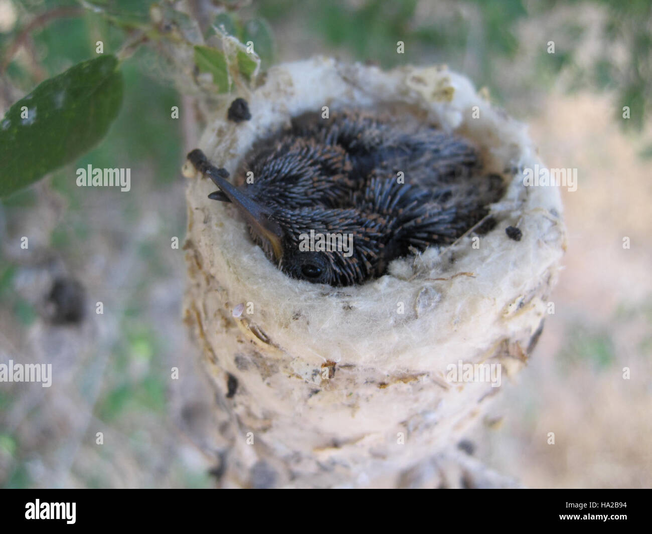L'image capture les petits et délicats poussins de colibri à meneaux noirs, soulignant la nature fragile de ces oiseaux. Les colibris sont connus pour leur agilité et leur plumage vibrant, et ce gros plan souligne les premières étapes de leur vie. Banque D'Images
