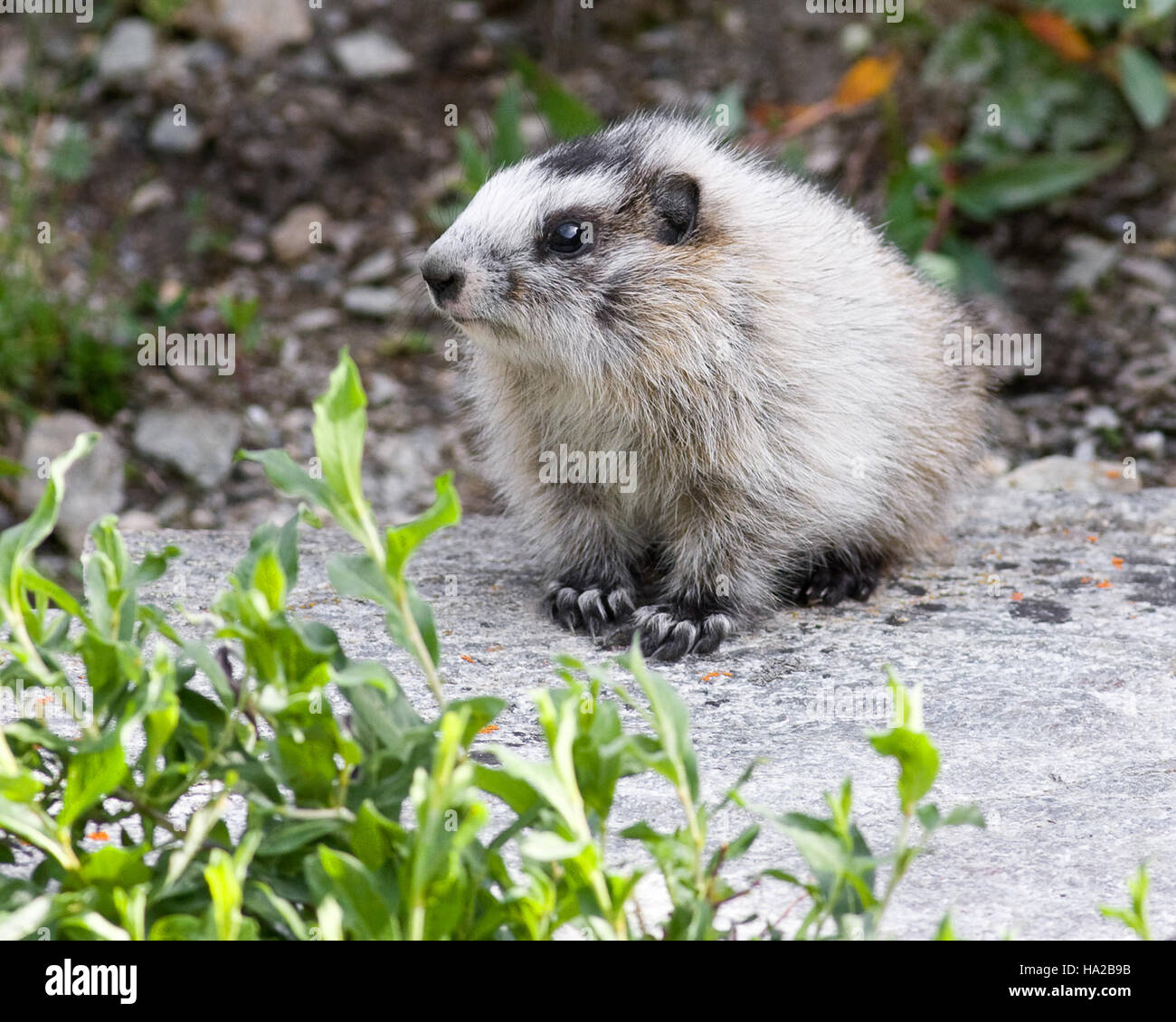 Une petite marmotte est représentée dans son habitat naturel, mettant en valeur les premiers stades de la vie de cette espèce de rongeur. Connues pour leur comportement d'enfouissement et leurs cycles d'hibernation, les marmottes sont communes dans les régions montagneuses. Banque D'Images