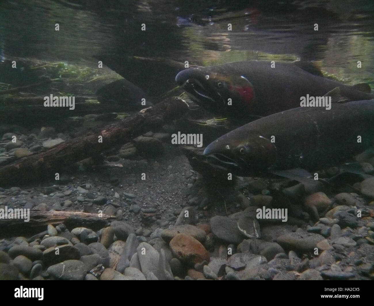 Olympicnps 23158144595 Photo de référence Thème 4 paire de saumon coho Taft Creek Hoh Jon Preston Banque D'Images