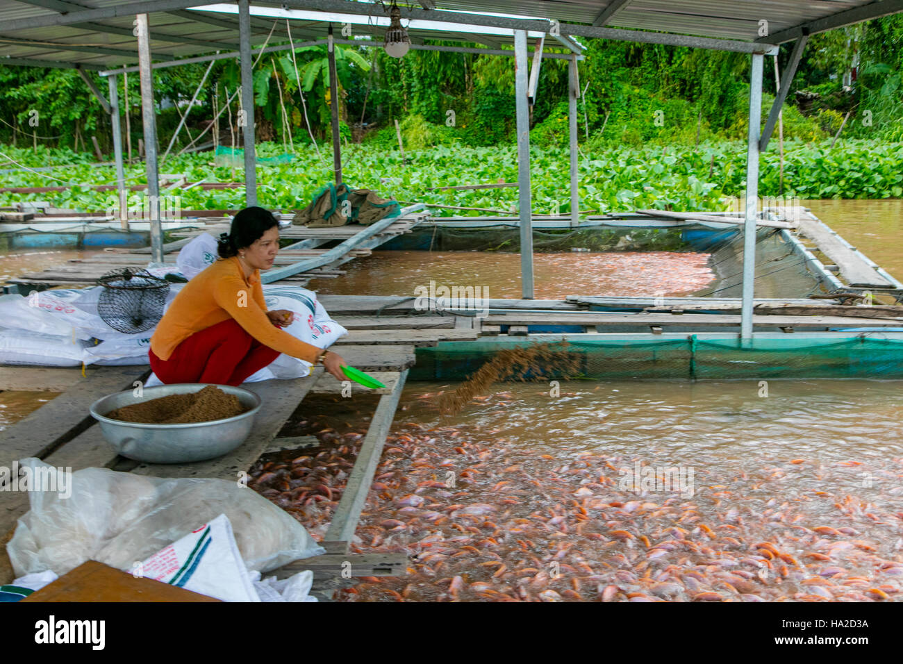 Pisciculture de Tilapia, l'Aquaculture, Mekong, Vietnam, Asie Banque D'Images