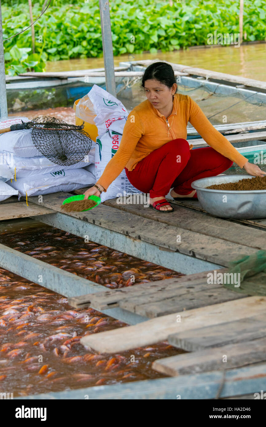 Pisciculture de Tilapia, l'Aquaculture, Mekong, Vietnam, Asie Banque D'Images