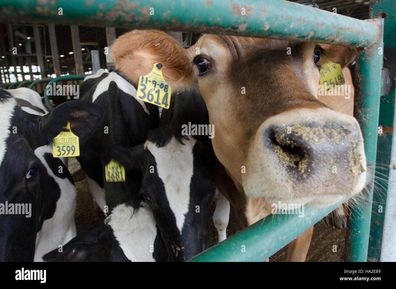 Les vaches bovins biodigesteur usda farm Banque D'Images