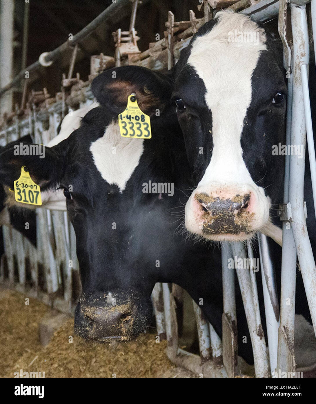 Les vaches bovins biodigesteur usda farm Banque D'Images
