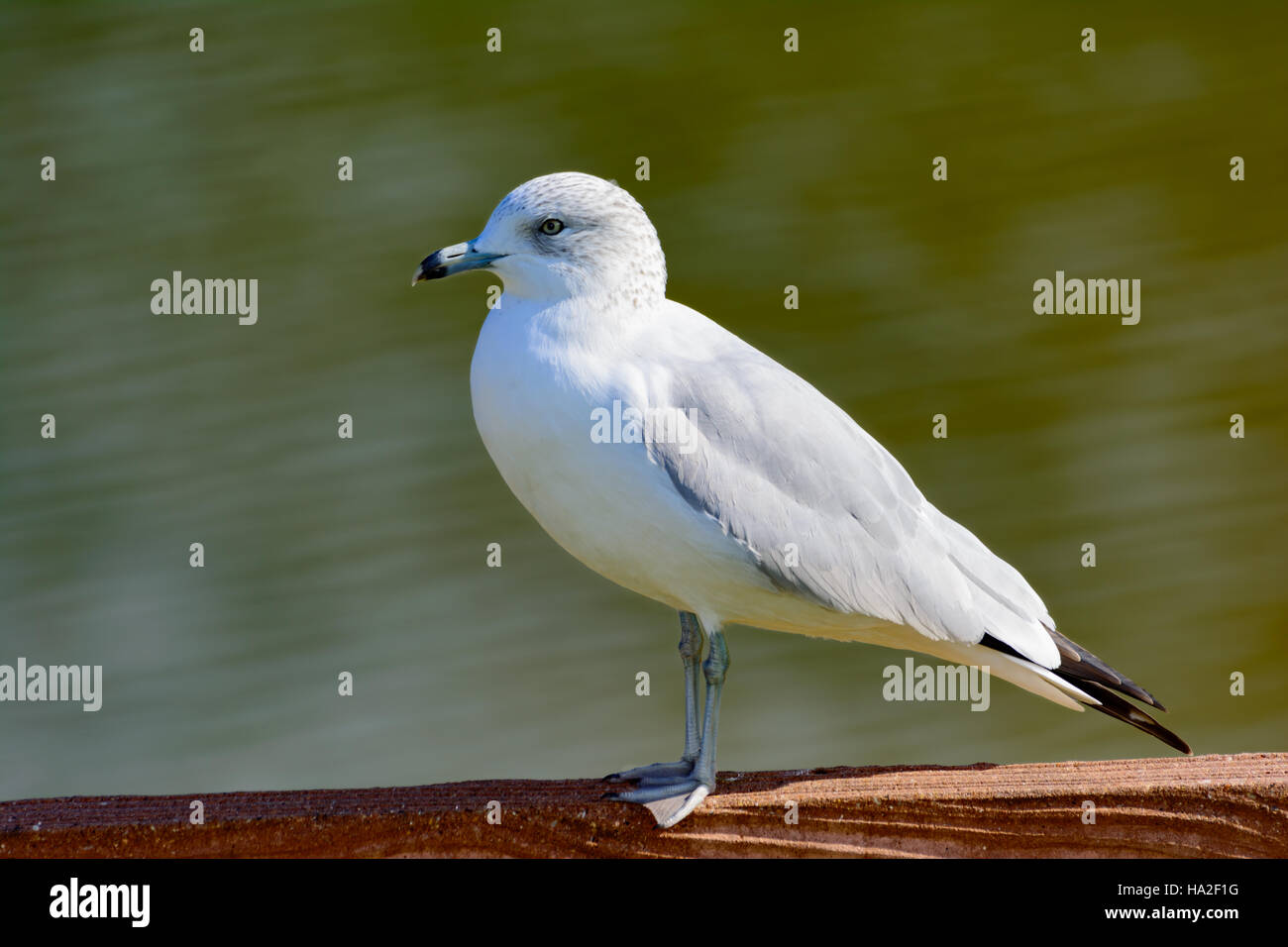 Ring-billed Gull - Larus delawarensis - à gauche debout sur une clôture, vert d'eau en arrière-plan Banque D'Images