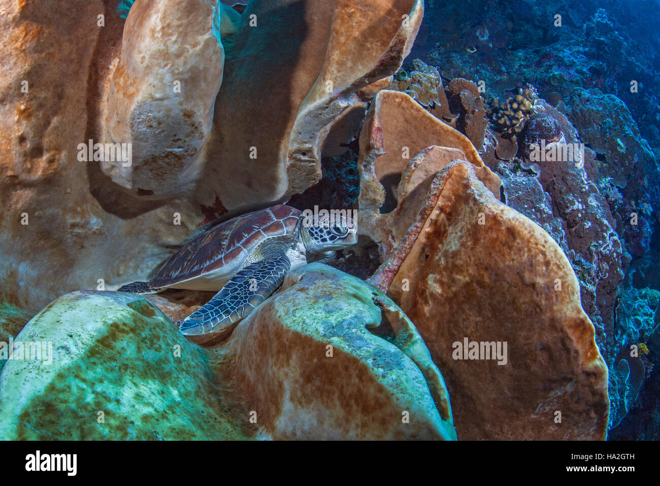 Image en gros plan d'un scorpion Banque D'Images