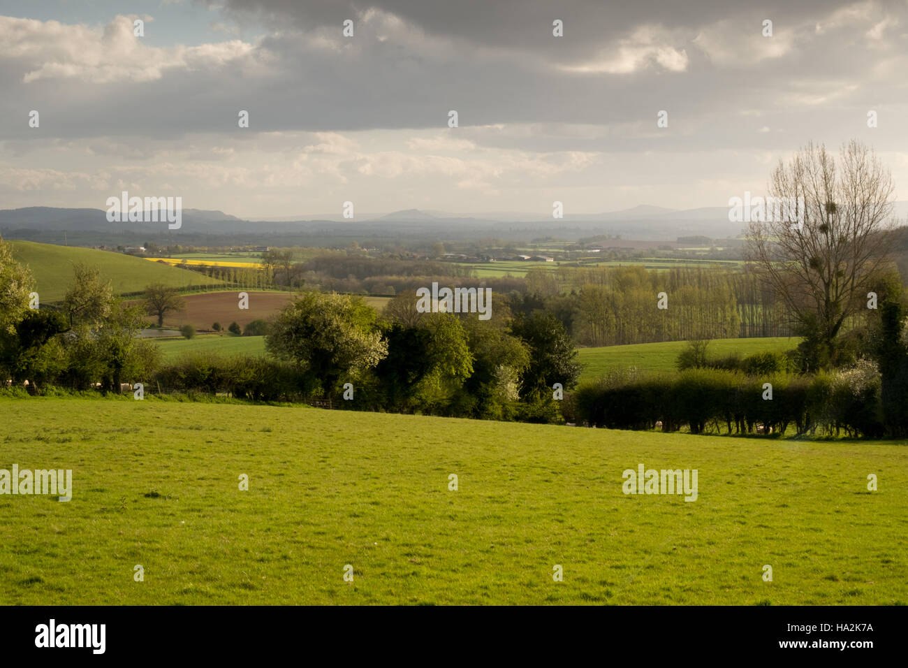 À la lumière du soleil sur une prairie en fleurs et des champs de bocage, collines et les Brecon Beacons dans le lointain. 5. Banque D'Images