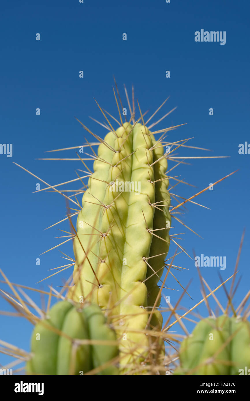 Ciel bleu sur cactus - cactus isolé sur ciel bleu Banque D'Images