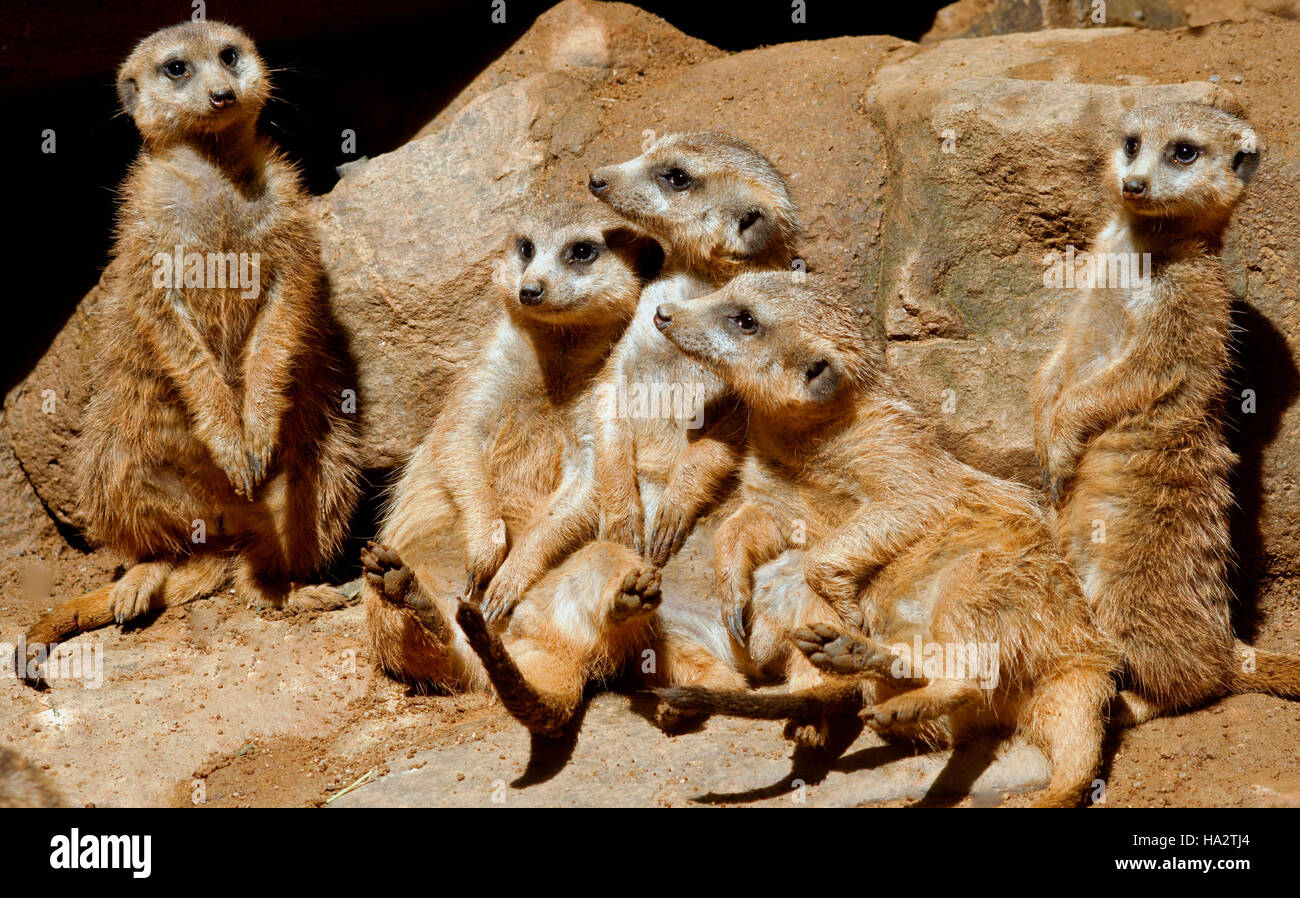 Mob de suricates assis sur des rochers, Mpumalanga, Afrique du Sud Banque D'Images