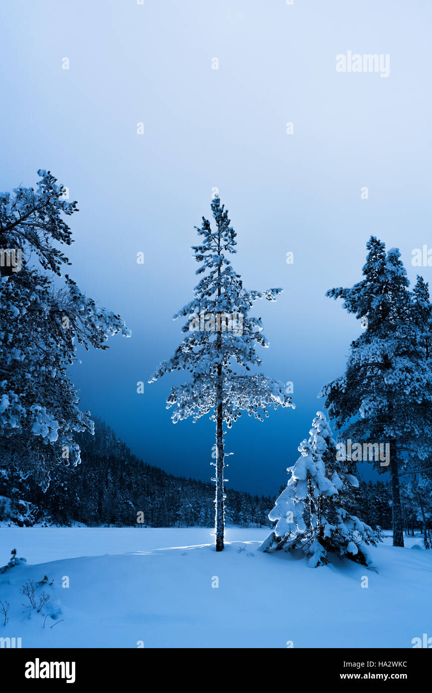 Pins dans paysage d'hiver, Oslo, Norvège Banque D'Images