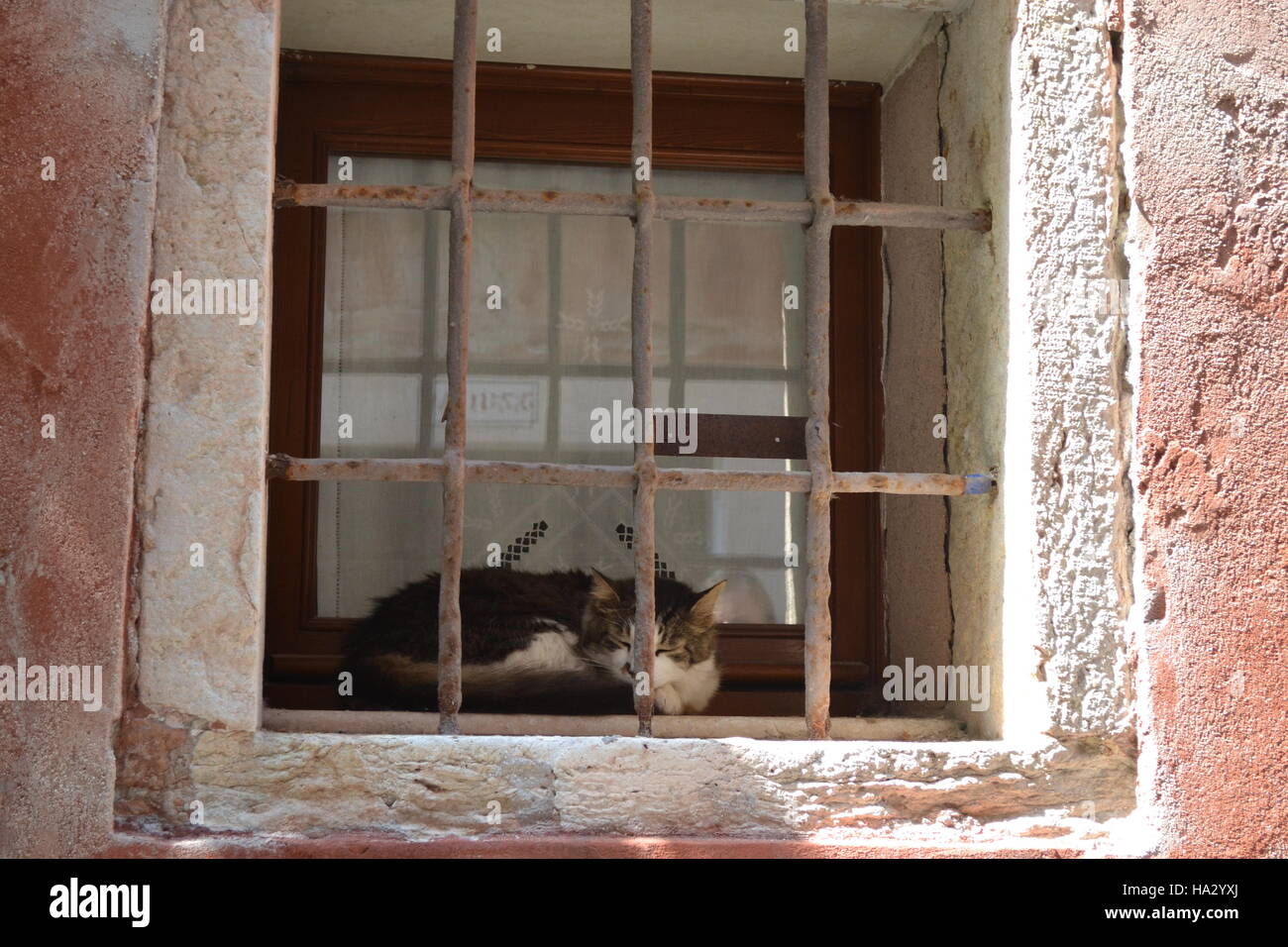 Un chat derrière les barreaux Banque D'Images