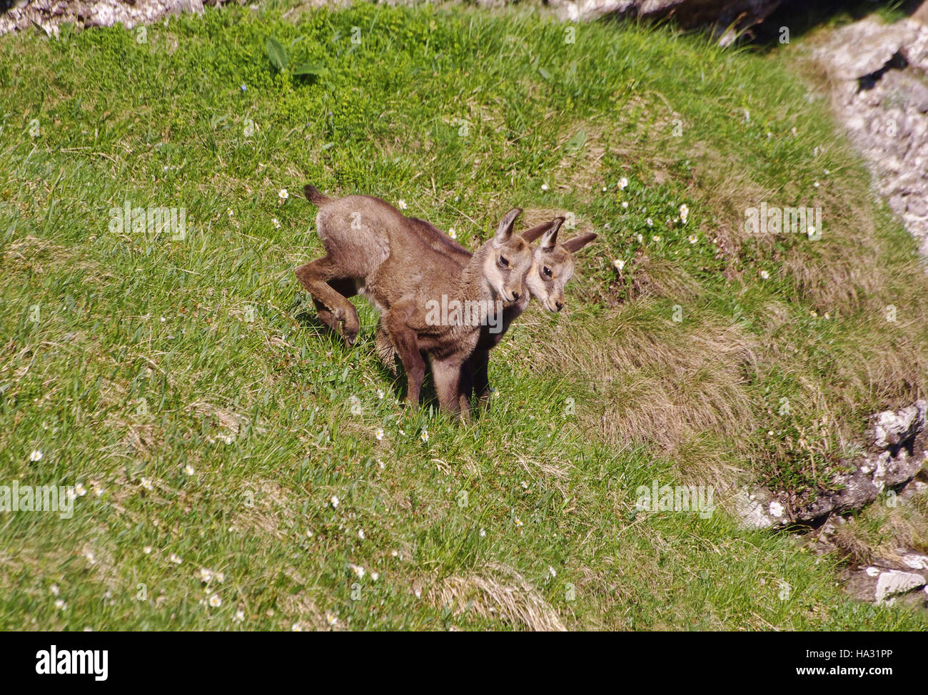 Baby Chamois Banque D Image Et Photos Alamy