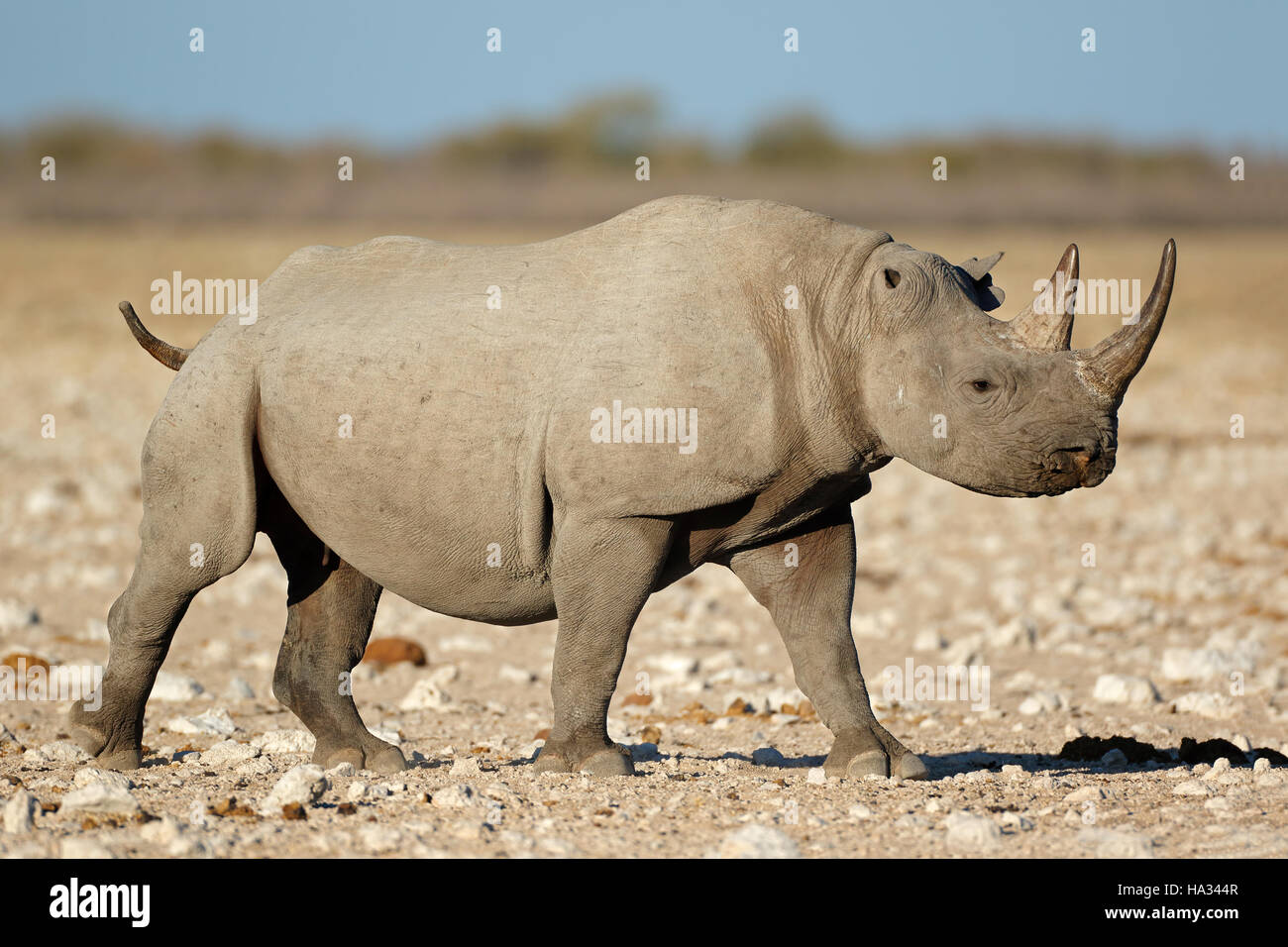 Un rhinocéros noir (Diceros bicornis) dans l'habitat naturel, Etosha National Park, Namibie Banque D'Images