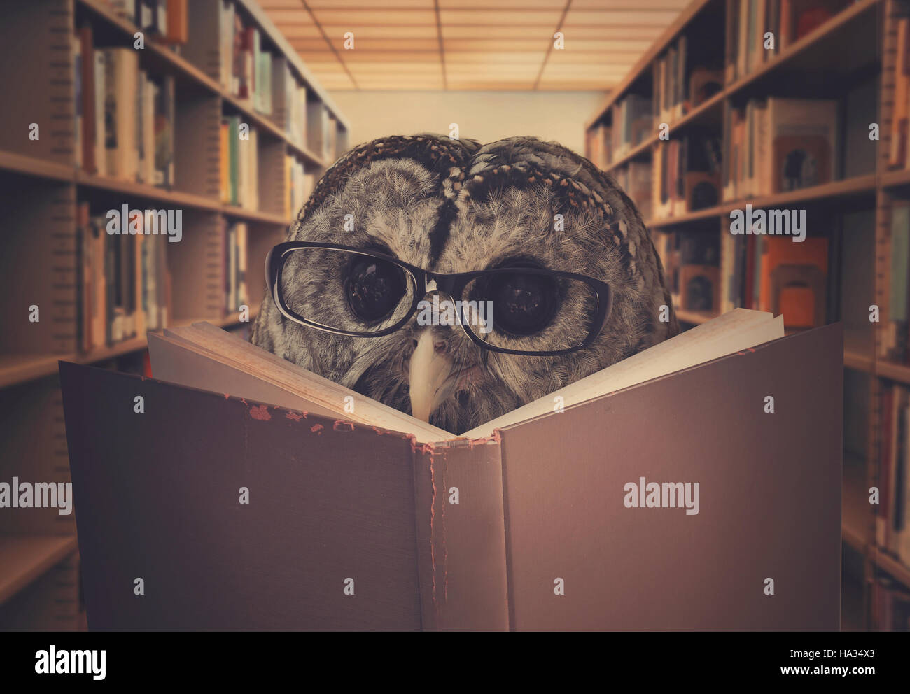 Un hibou oiseau est le port de lunettes et la lecture d'un livre de bibliothèque pour l'éducation, la créativité ou l'apprentissage concept. Banque D'Images