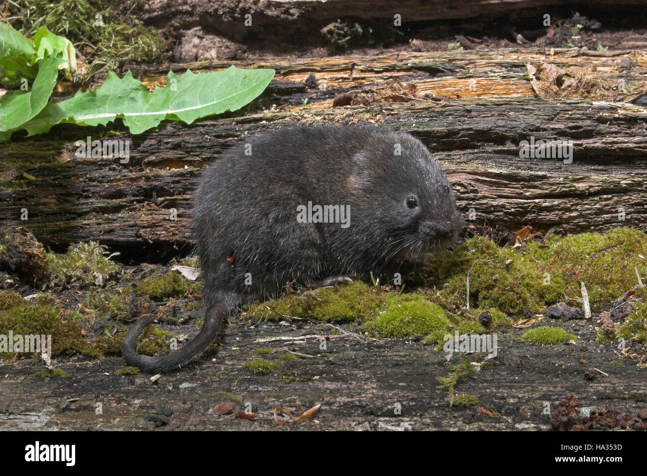 Rat Taupier Banque D Image Et Photos Alamy