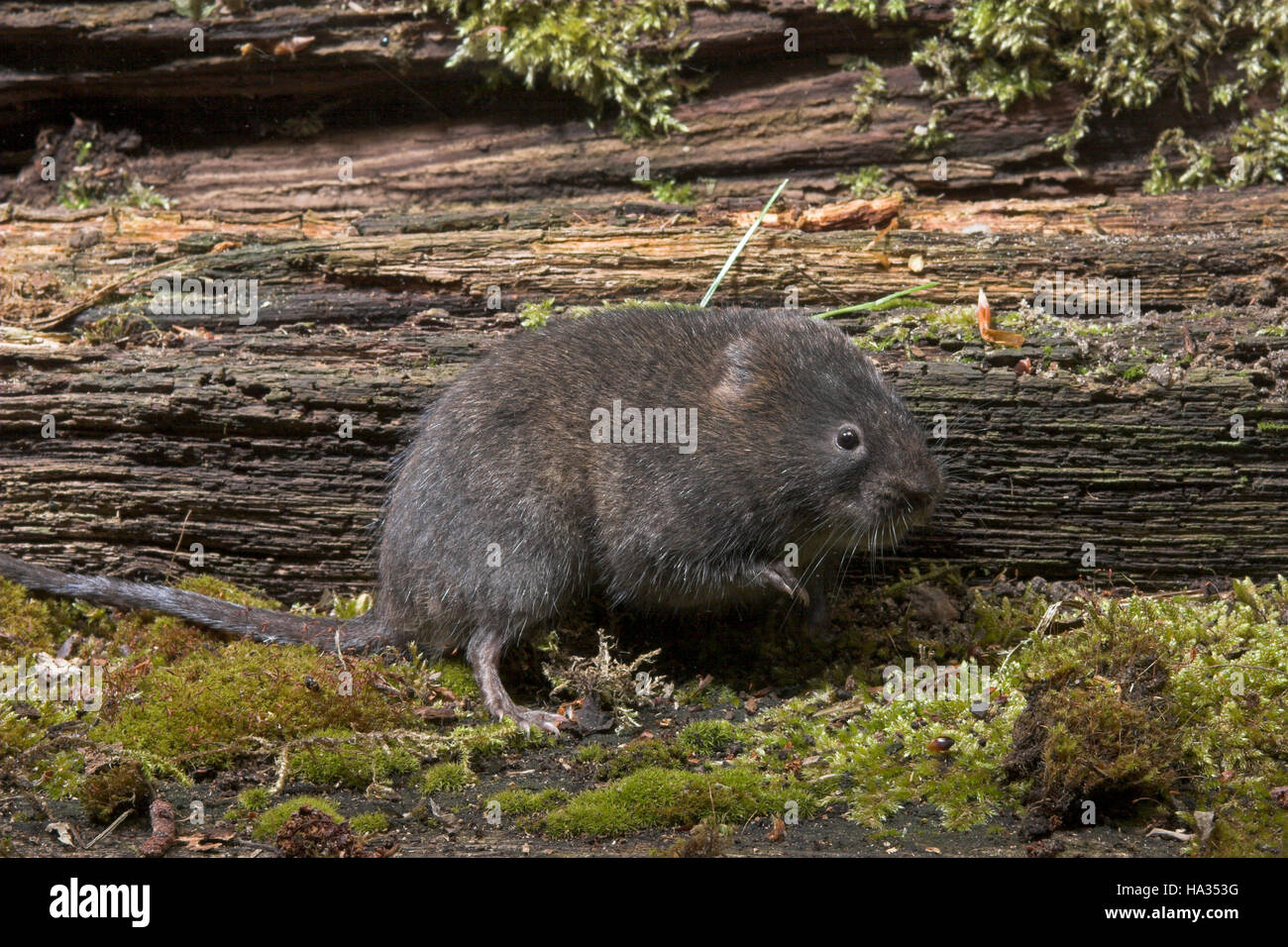 Rat Taupier Banque D Image Et Photos Alamy