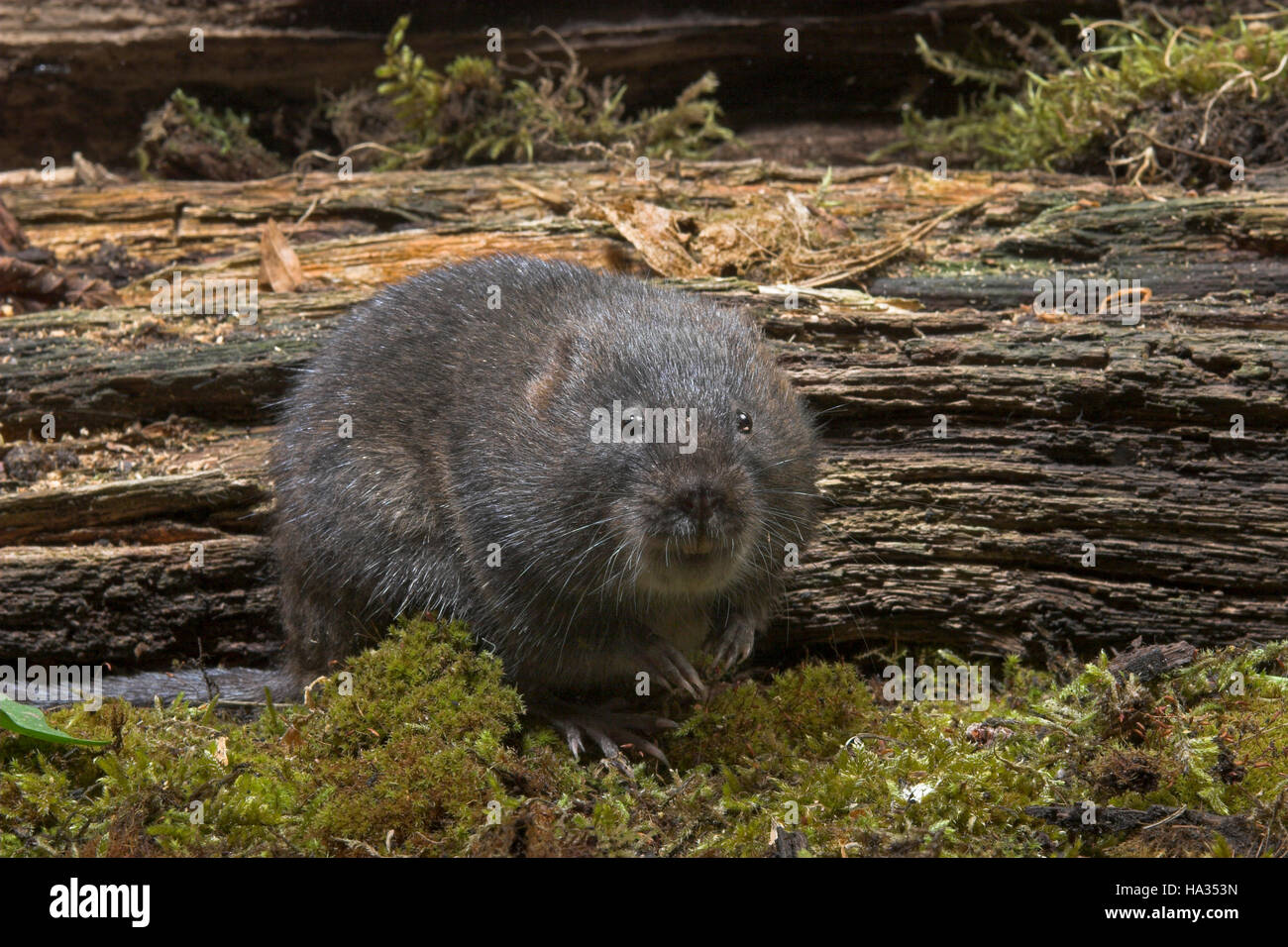 Rat Taupier Banque D Image Et Photos Alamy