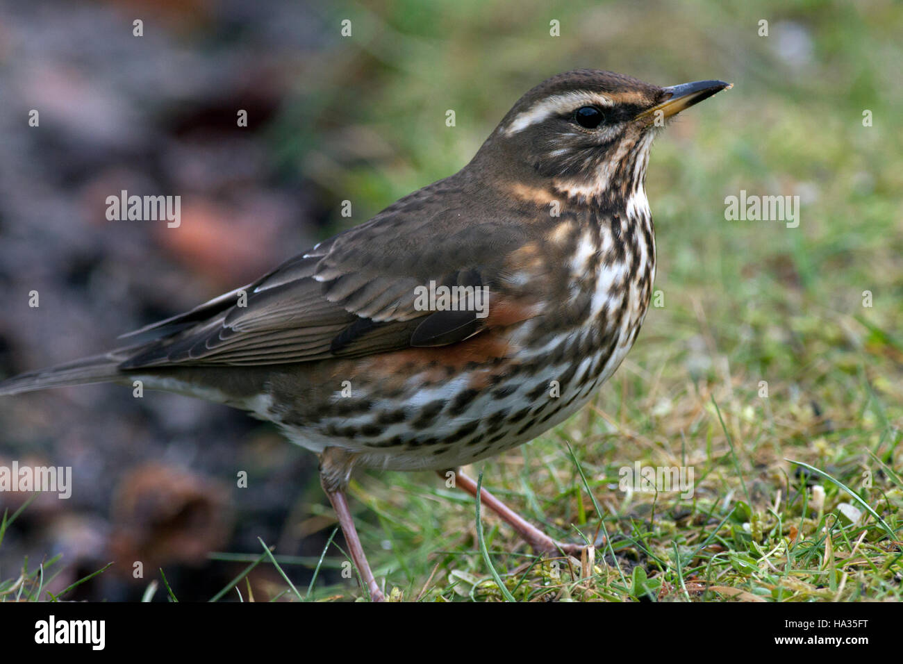 Redwing (Turdus iliacus), un migrant d'hiver, Cambridge, Angleterre, Royaume-Uni. Banque D'Images