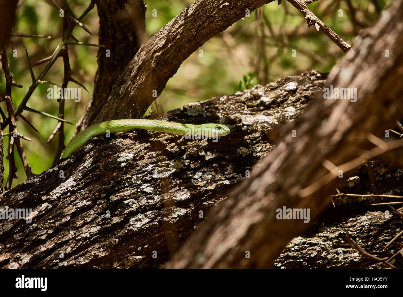 Green Mamba serpent qui se déplace dans un arbre Banque D'Images