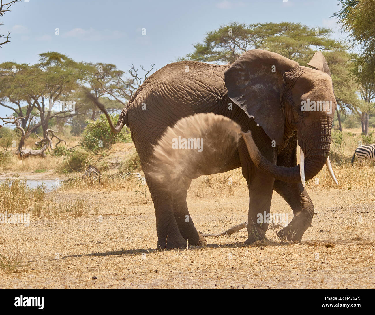 Elephant de prendre un bain de sable Banque D'Images