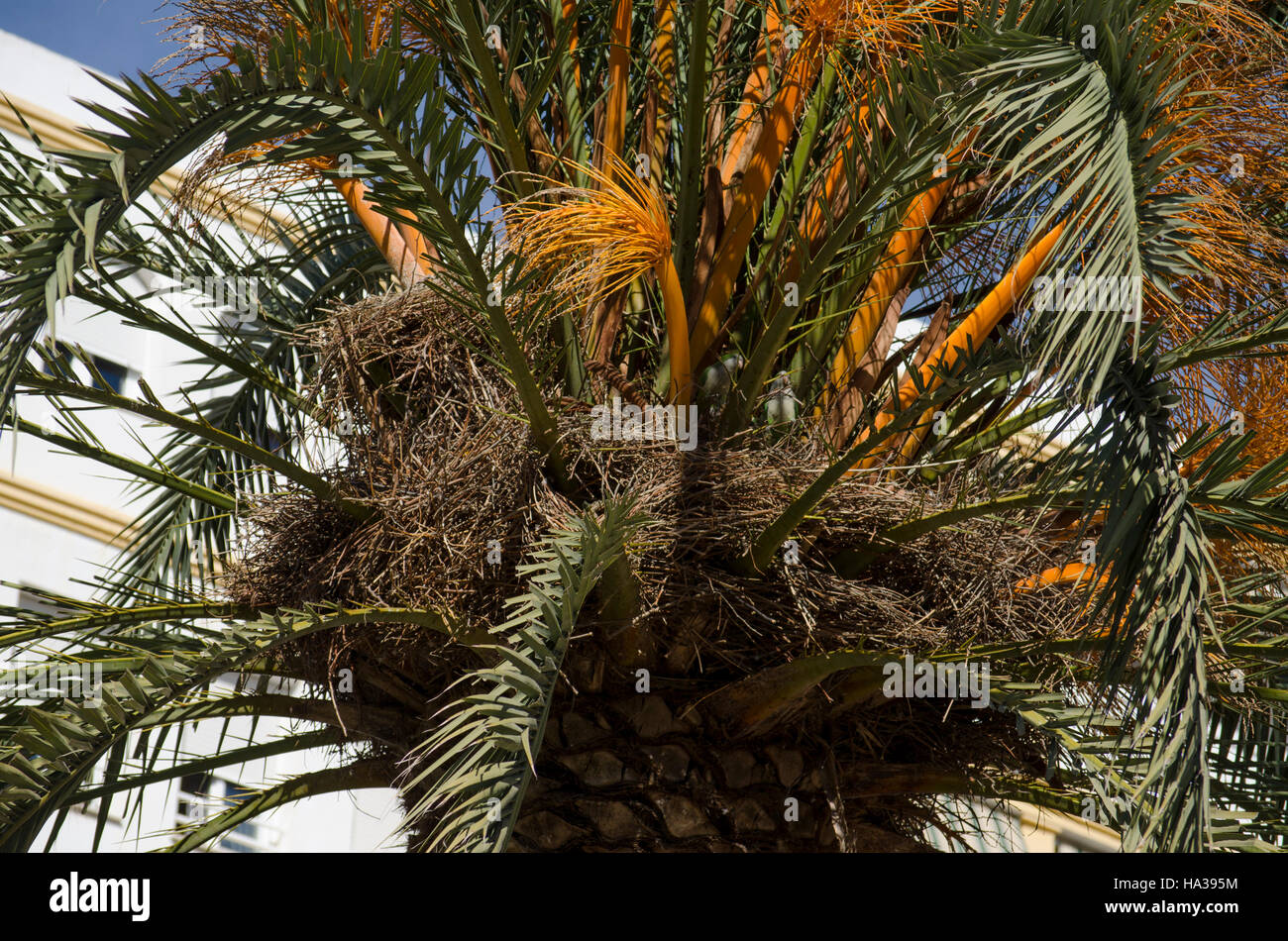 Palmier (Phoenix canariensis) plein de perruche moine nids. L'Espagne. Banque D'Images