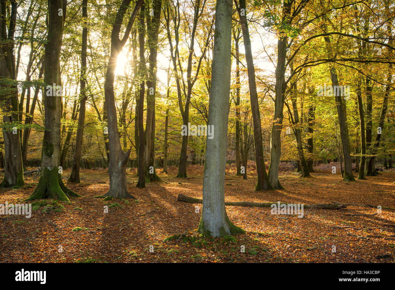 Nouvelle Forêt en automne, Hampshire, England, UK Banque D'Images