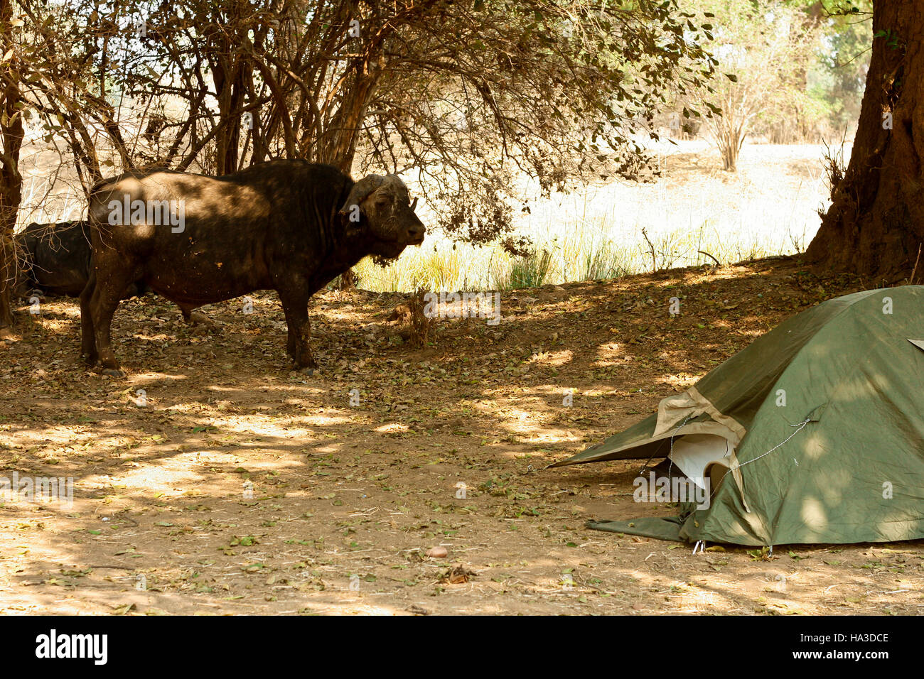 D'AFRIQUE, Syncerus caffer reposant dans Nyamepy Camp. Mana Pools National Park. Zimbabwe Banque D'Images