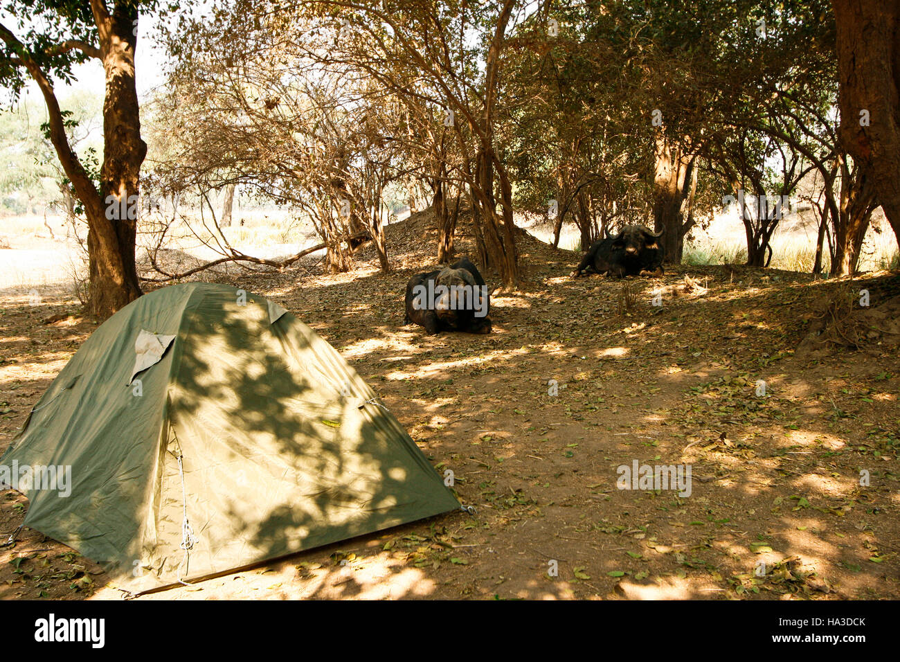 D'AFRIQUE, Syncerus caffer reposant dans Nyamepy Camp. Mana Pools National Park. Zimbabwe Banque D'Images