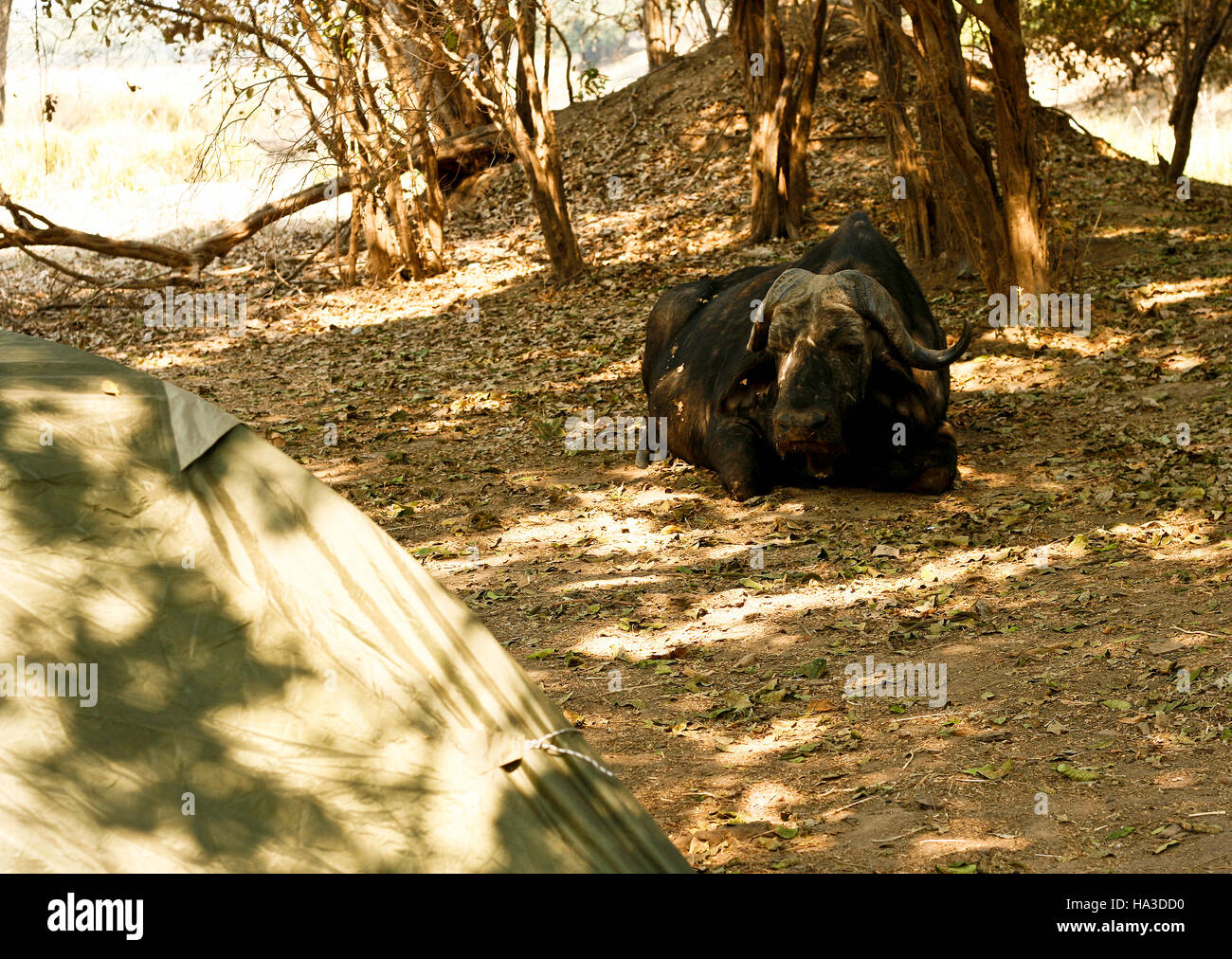 D'AFRIQUE, Syncerus caffer reposant dans Nyamepy Camp. Mana Pools National Park. Zimbabwe Banque D'Images