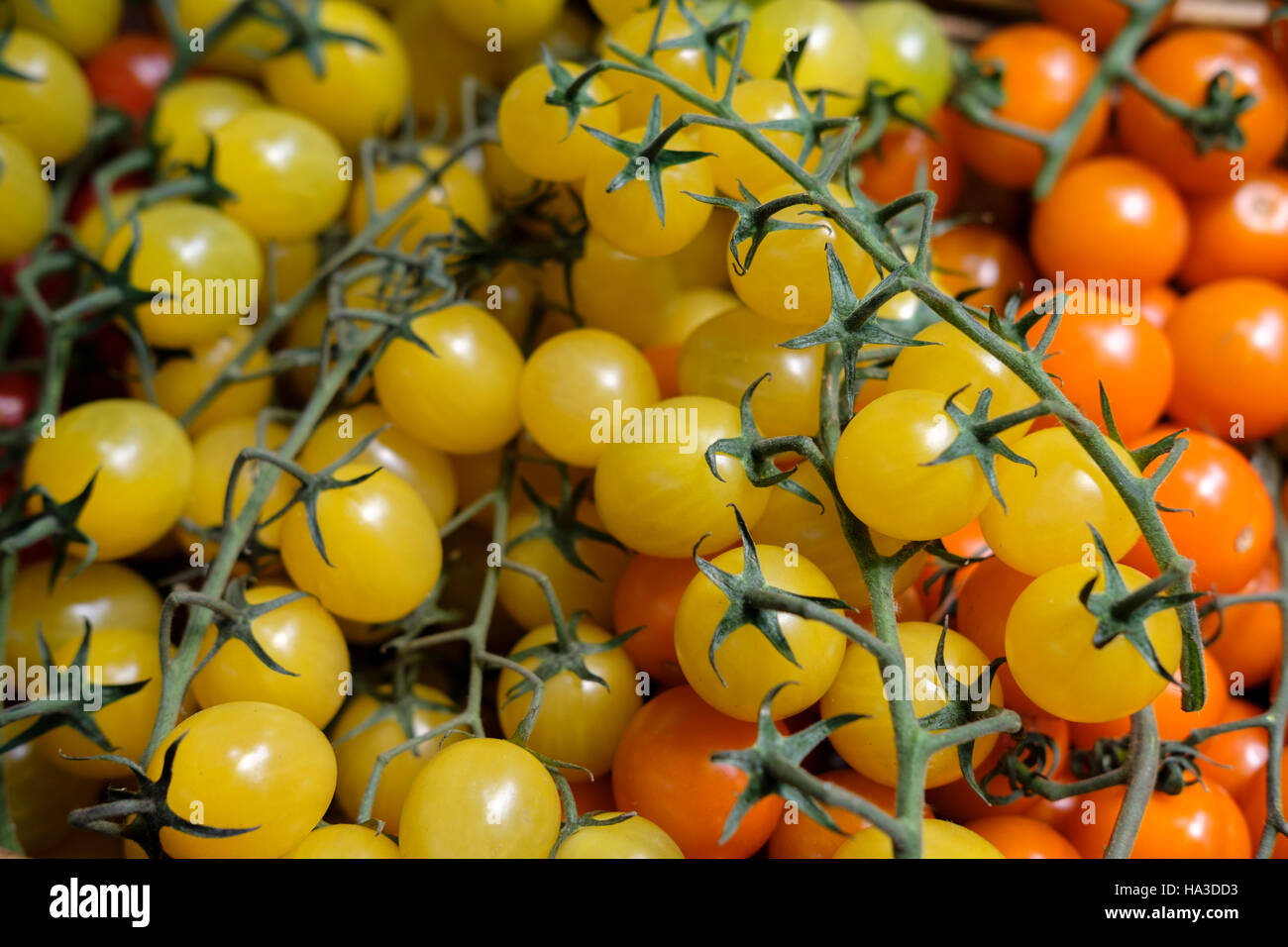 Baby-tomates Solanum lycopersicum Banque D'Images