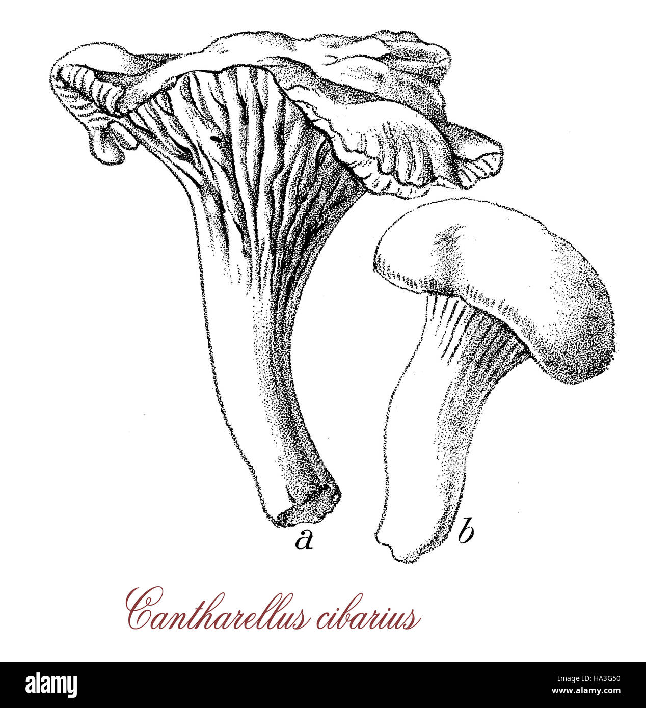 Chanterelle mushroom est un champignon comestible de couleur orange ou
