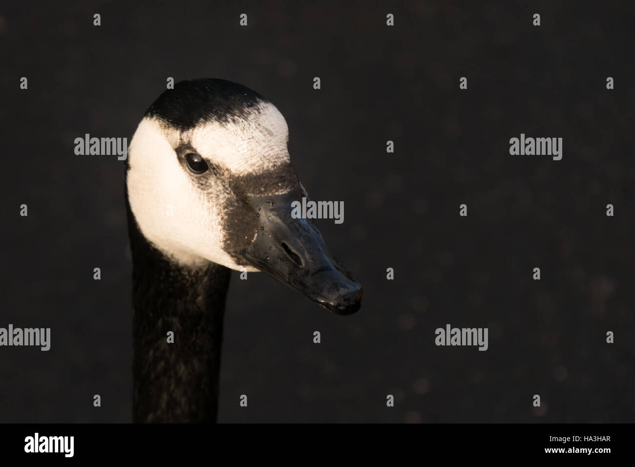 Canada goose martin simple wetlands centre Banque D'Images