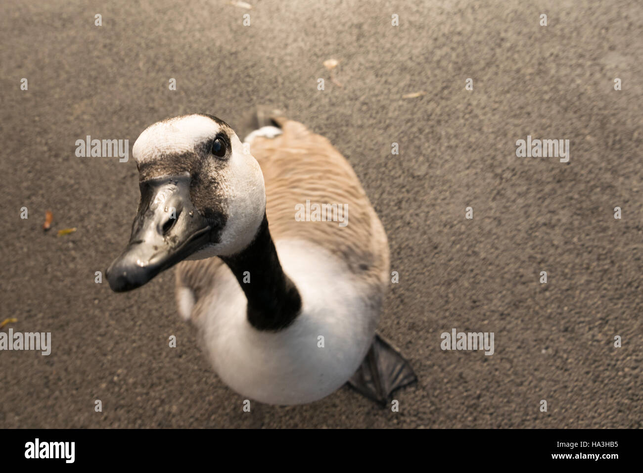 Canada goose martin simple wetlands centre Banque D'Images